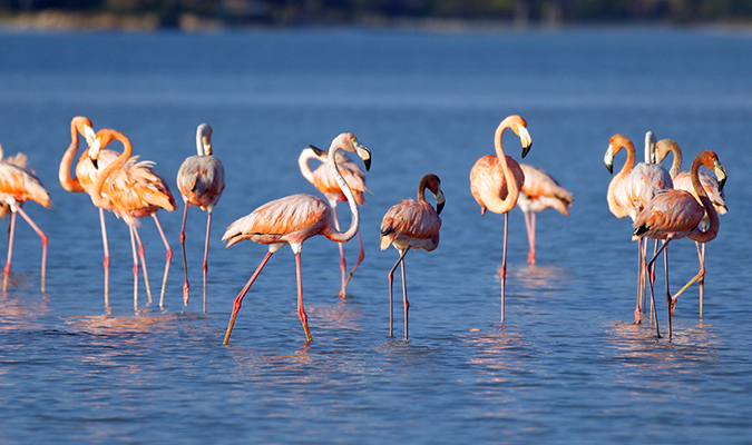 flamingos-journeymexico