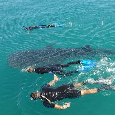 Swimming with Whale Sharks