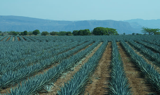 blue-agave-tequila-