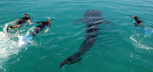 Swimming with Whale Sharks in Mexico