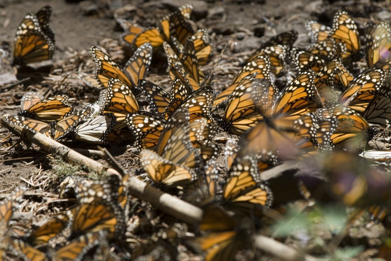 Monarch Butterflies in Michoacan (Mariposa Monarca)