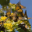 Butterflies Monarcas, beauty of Mexico