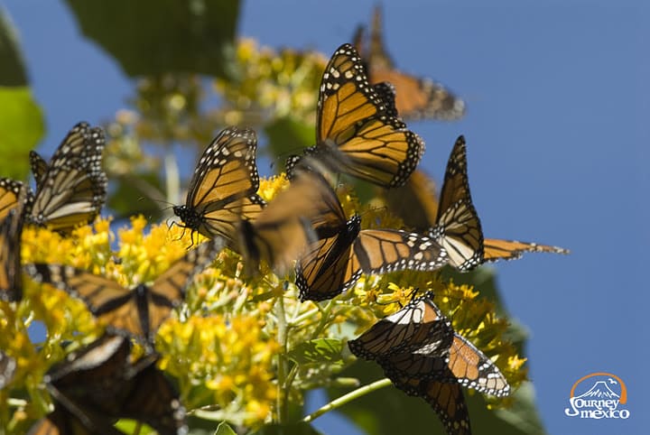 Butterflies Monarcas, beauty of Mexico