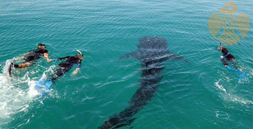 SwimmingWhaleSharks