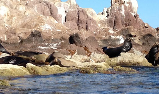 Sea Lions Los Islotes