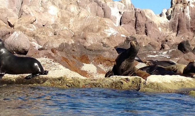 Baja Nature Sea Lions