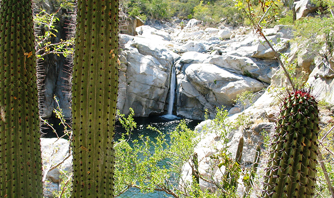 Sierra Laguna Cactus Baja