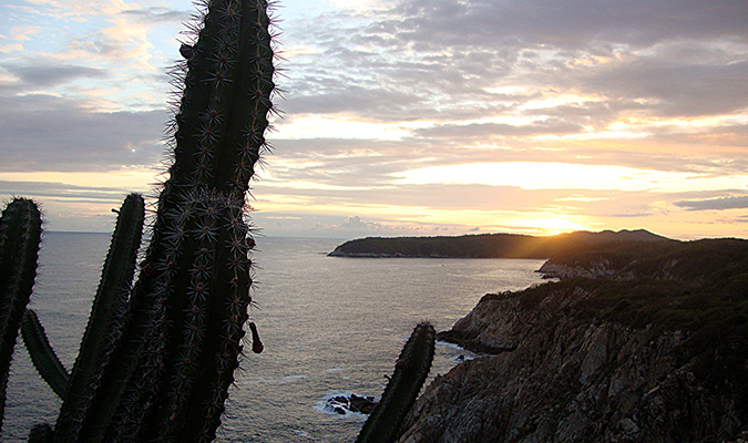 Huatulco Cactus