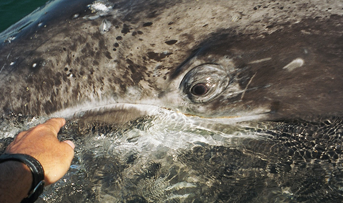 Baja Adventure Gray Whales