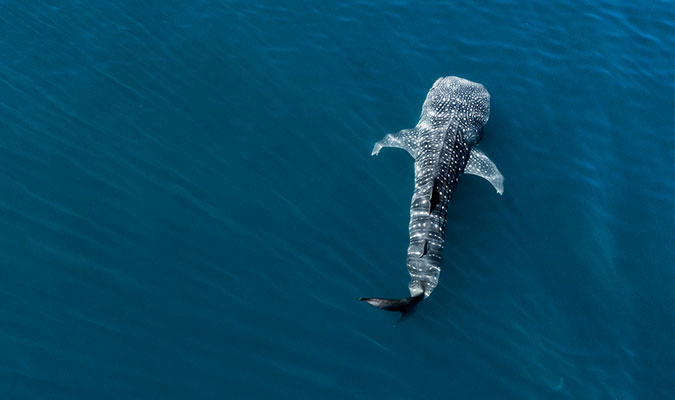whale shark