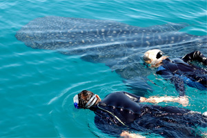 whale-shark