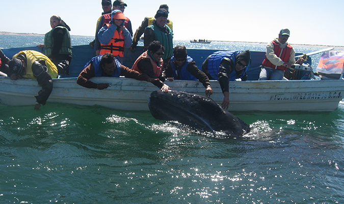 Adventure Baja Whales