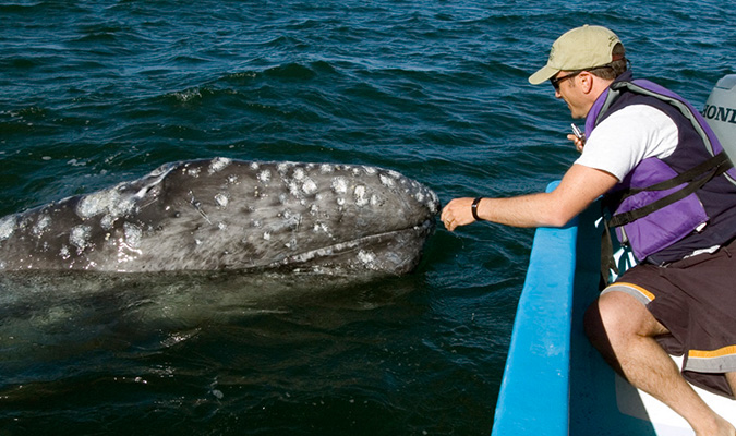 Baja Gray Whales