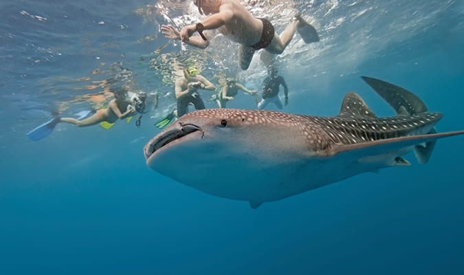 Whale Sharks Adventure