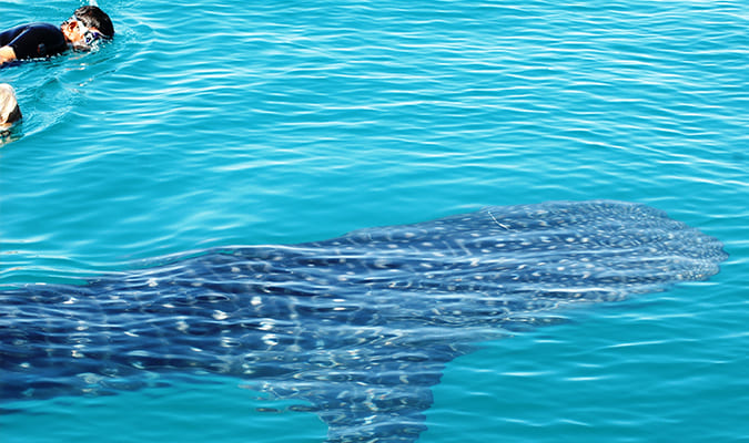 Swimming with Whale Shark