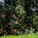 Michoacan Butterflies