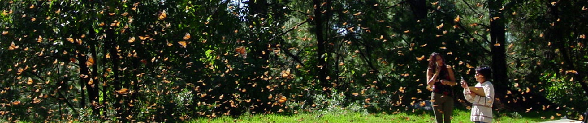 Michoacan Butterflies