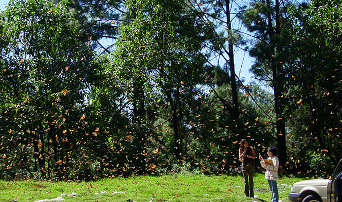 Butterfly Migration