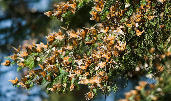 Morelia Migration of Butterflies