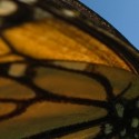 Monarch Butterflies Morelia