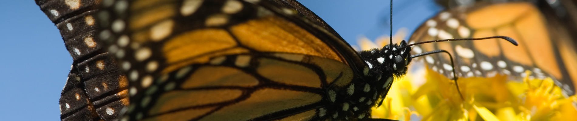 Monarch Butterflies Morelia