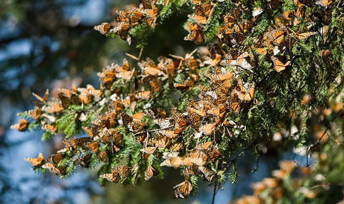 Morelia Magic Migration Butterflies