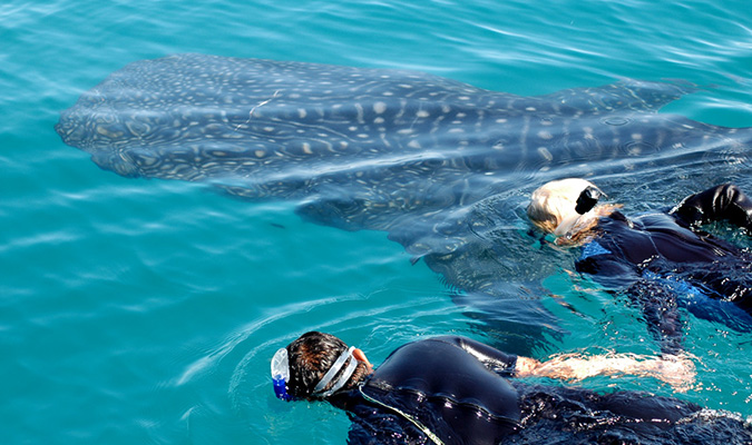 Whale SHark Swim