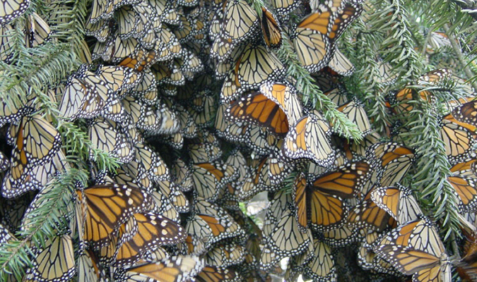 El Rosario Sanctuary Monarch Butterflies