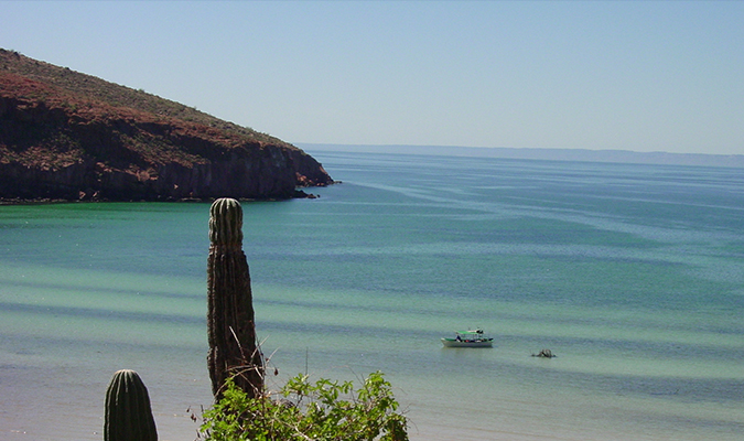 Nature in Baja Espiritu Santo