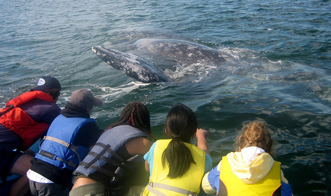 Whale Watching Baja Family Trip