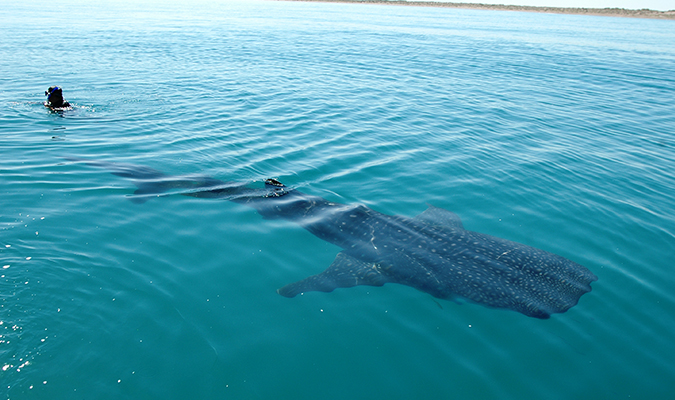 Full Length Whale Shark Adventure