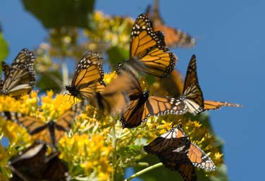 Highland Monarch Butterflies