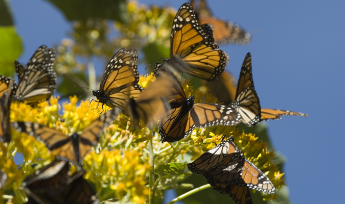 mariposa monarca butterfly michoacan 1
