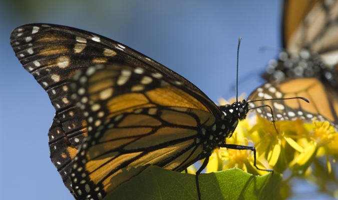 mariposa monarca butterfly michoacan 2
