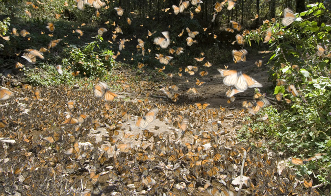 mariposa monarca butterfly michoacan 3