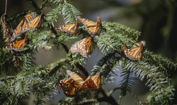 mariposa monarca butterfly michoacan 5