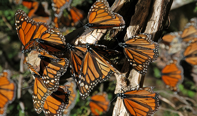 Morelia Butterfly Migration