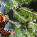 Three insects on the Monarch Butterfly Migration