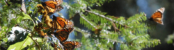 Three insects on the Monarch Butterfly Migration