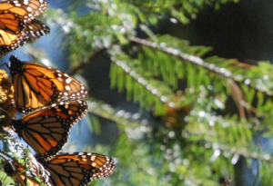 Three insects on the Monarch Butterfly Migration