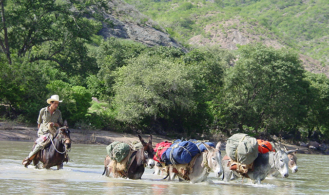 Mules Crossing in Copper Canyon