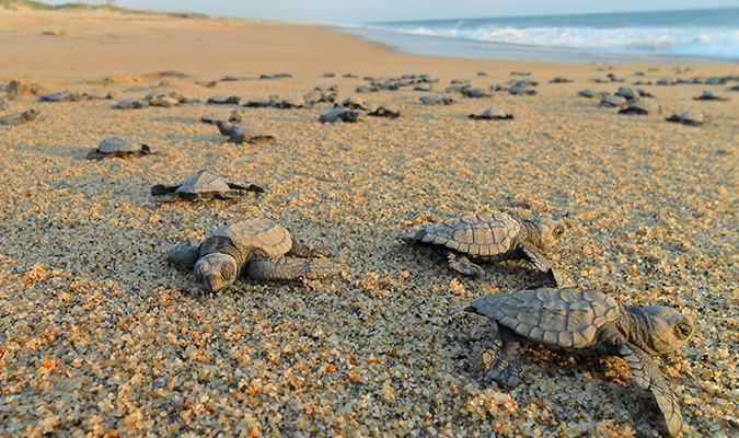 Nature Discover Baja Sea Turtles