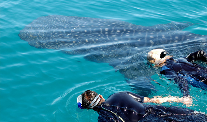 Whale Sharks Swim Adventure