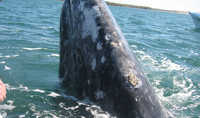 Magical Migration Whales