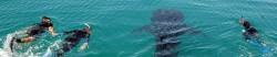 Swim with Whale Sharks