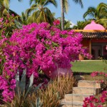 Las Alamandas boutique resort Vallarta