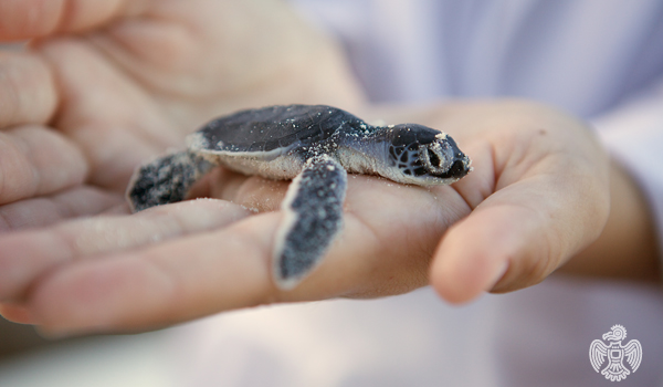 mexico-sea-turtles