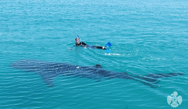 mexico-whale-shark