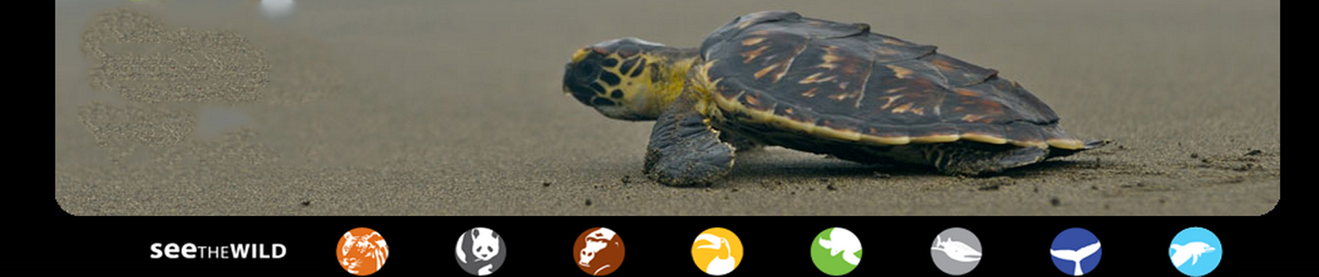 see turtles