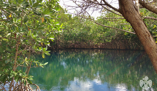 tres-rios-mangrove-2